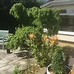 Laburnum