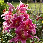Laburnum Bed & Breakfast Tullow