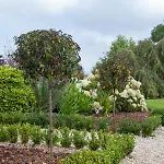 Laburnum Tullow