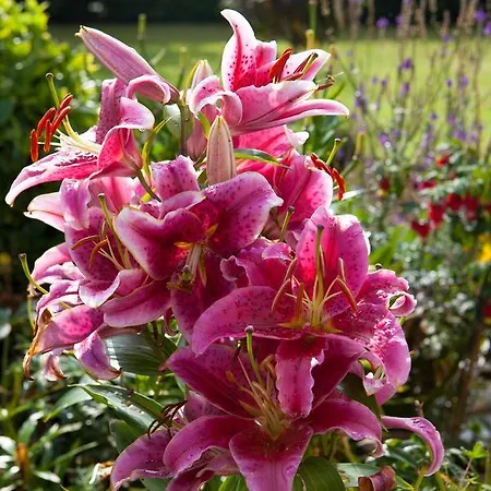 Laburnum Panzió Tullow