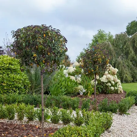 Laburnum Tullow