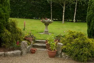 Laburnum