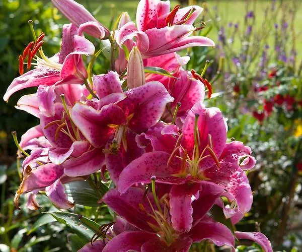 Laburnum Отель типа 